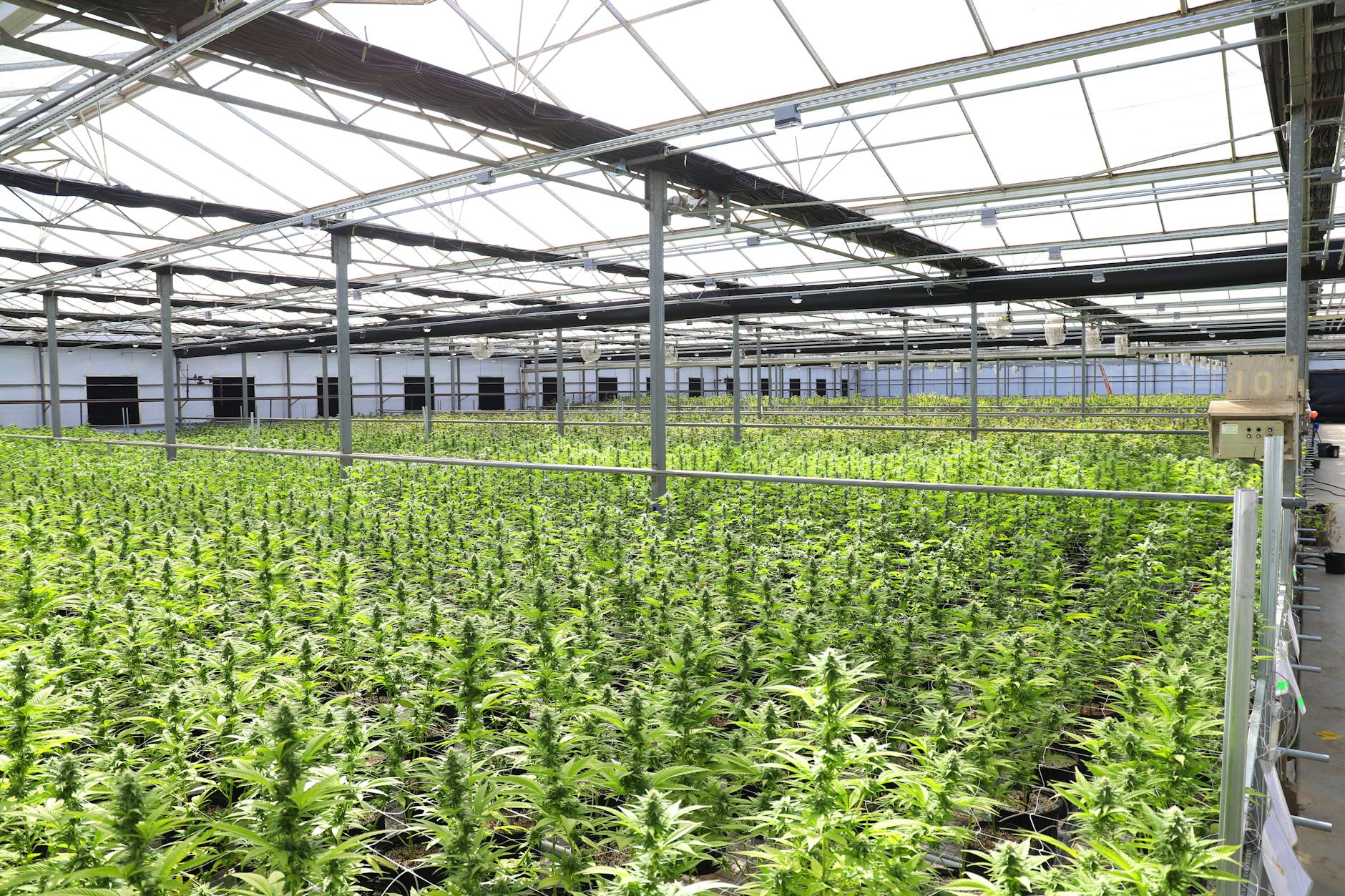 Top Cannabis private equity firms in 2026