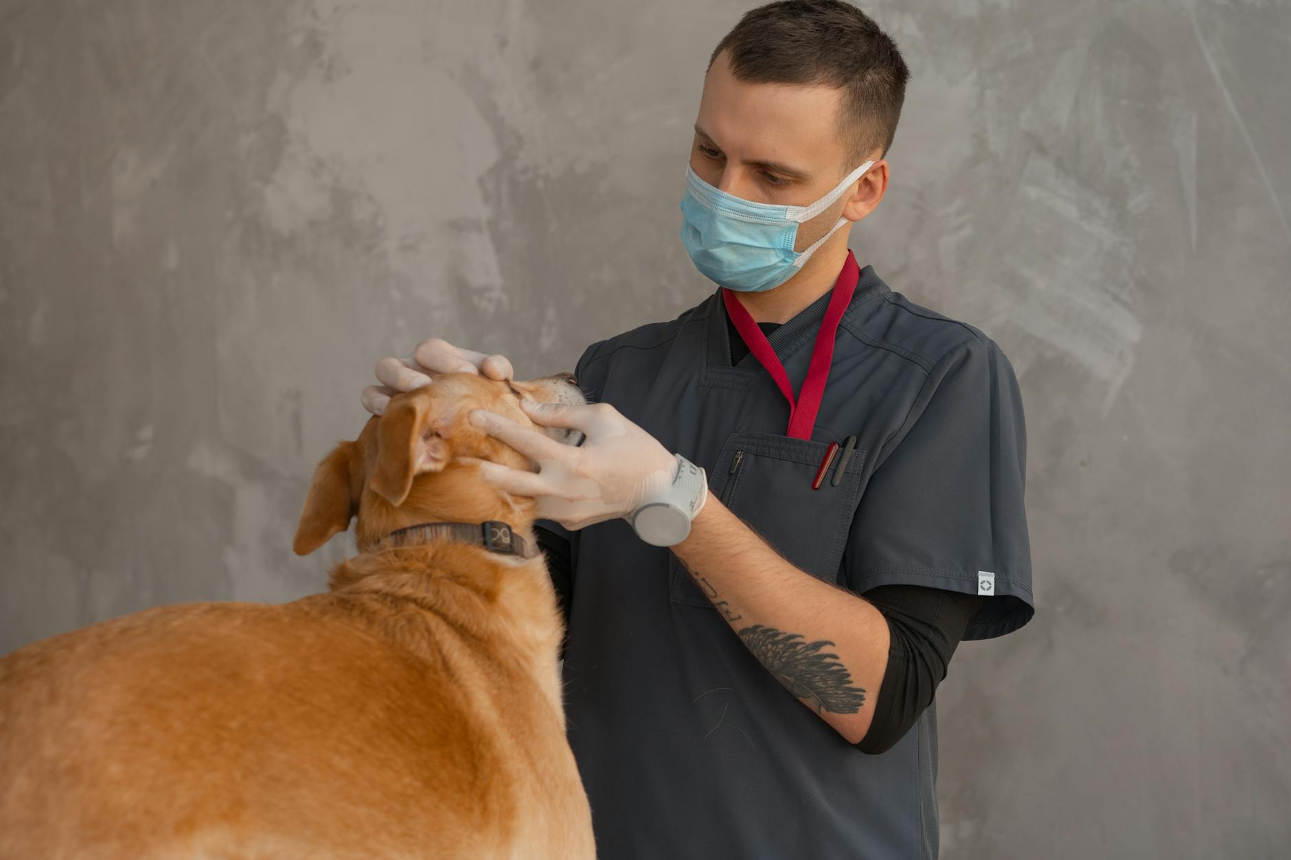 Top Veterinary private equity firms in 2026
